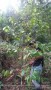 Jual Murah Tanah Di Bogor Kebun Buah Pinggir Jalan 30rb