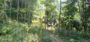 Jual Tanah Murah di Bogor Pinggir Jalan Aspal Kaki Bukit