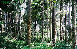 Jual Kebun Mahoni di Sukabumi Berikut Pohon usia 30 tahun