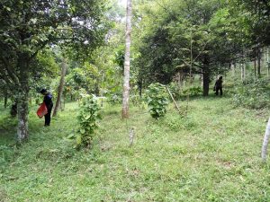 Tanah dijual Puncak 2 Kebun Pala Taman Bunga Nusantara