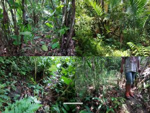 Jual Tanah Murah di Bogor Barat Desa Sadeng