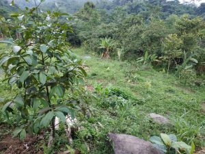 Jual Tanah Murah di Bogor Barat Desa Sadeng